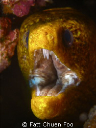 Yellow Moray Eel angry with my lens, Anilao, Philipines by Fatt Chuen Foo 